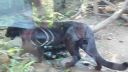 Panthero negro 2.