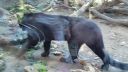 Panthero negro