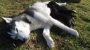 Hostina za prestretým stolom - šteniatka sib. husky