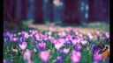 Chopin - Spring Waltz
