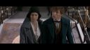 Fastastic Beasts and Where to Find Them - Trailer