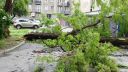 Obrovsky strom verzus silny vietor