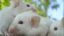 The Sweet - WHITE MICE - D.Videos