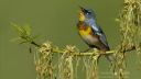 Mari Fujiwara - Song of Bird - D.Videos