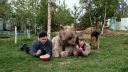 video Namiesto psa majú obrovského medveďa (Rusko)