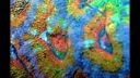 Rainbow - Rainbow Eyes - D.Videos