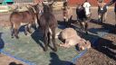 Trúchlenie za somárom (Holandsko)