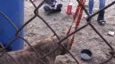 Zranený pitbull dostal druhú šancu