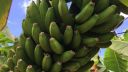 Banánová plantáž na Tenerife (El Rincón)