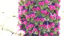 Echium wildpretii - nádherný tenerifský hadinec