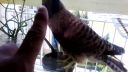 Angry Birds za sklom