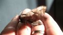 Nocny motyl 1