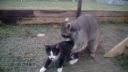 Medvedíkovi "zavoňala" mačička