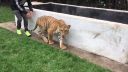 video Lewis Hamilton rád straší tigre!