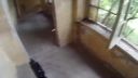 Airsoft CQB (Phoenix)
