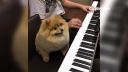 Nezvyčajný klavírový duet (Carmen)
