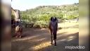 video Koníkovi chýbali bielkoviny
