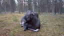 video Blízke stretnutie s losom mokraďovým (Rusko)