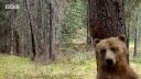 video Medveď grizzly mal funky náladu