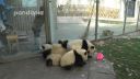 video Zametať lístie s pandami nie je žiadna sranda!