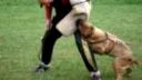 Cane corso 11