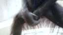 Nie kazdy orangutan je rozkosny