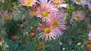 Flowers in October. - D.Videos