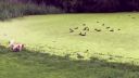 video Ilúzia pokračujúceho trávnika (pes vs. kačice)