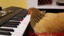 video Keď hrá sliepka na klavíri lepšie ako ty!