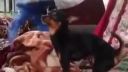 Dog blowjob