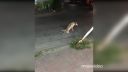 video Ako si pes vystrelil z taxikára (Brazília)