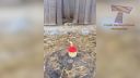 Animal Funny 1