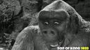 video Stvárnenie King Konga vo filmoch od 1933 až po súčasnosť