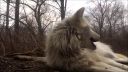 video Keď sa vlkovi vôbec nechce zavýjať