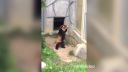 Panda červená a kameň prekvapenia