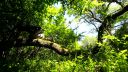 Koniarská planina