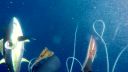 video Riziká rybolovu s harpúnou (ostrov Ascension)