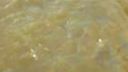 Rybia atrakcia