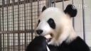 Takto obeduje panda