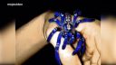 Pekná modrá tarantula (Poecilotheria Metallica)