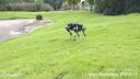 Čínsky robopes lezie hore jarkom (Laikago)