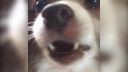 ARF!