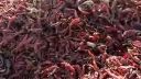 Balenie sušených chilli papričiek