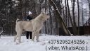 Obrovsky pes vážiaci 115 kilogramov (Bielorusko)