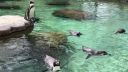 Tučnici majú pohodu (Zoo Drážďany)