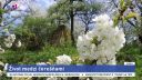Brdárka - kráľovstvo čerešní