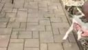 Súrodenci Rio a Rosie z vinohradov