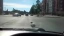 Keď si ťa holub pomýli s taxikárom