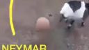 Proste Neymar...