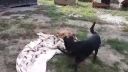 Piknik v útulku: Darko (čierny), Annie a Kira (trikolór)